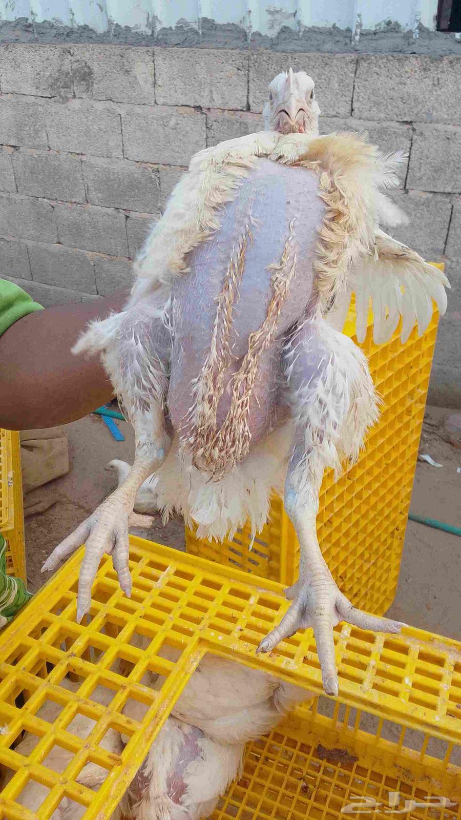 A portion of a farm or a rural house or a rest area is required to establish a local chicken breeding project64254311196931110