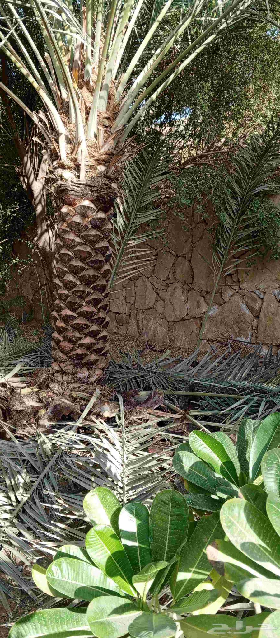 Trimming, cleaning, and pruning of Arabian and Washingtonia palm trees, and changing the soil64249505516033111