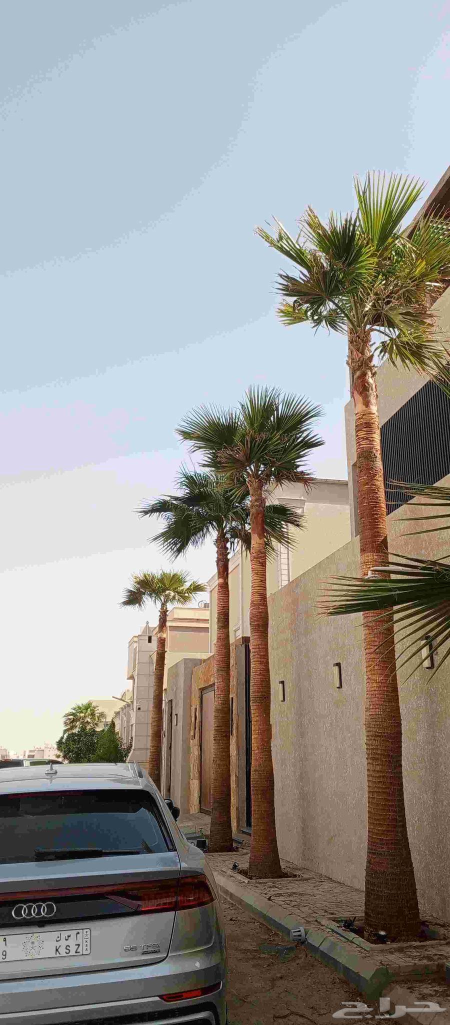 Trimming, cleaning, and pruning of Arabian and Washingtonia palm trees, and changing the soil64249505516033110