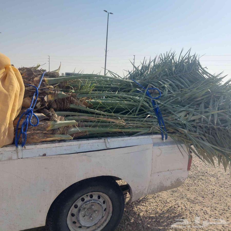 نخل خلاص متواجد اليوم في الحفر64249723162626112