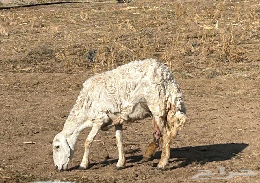 نعجه للبيع64249724826754112