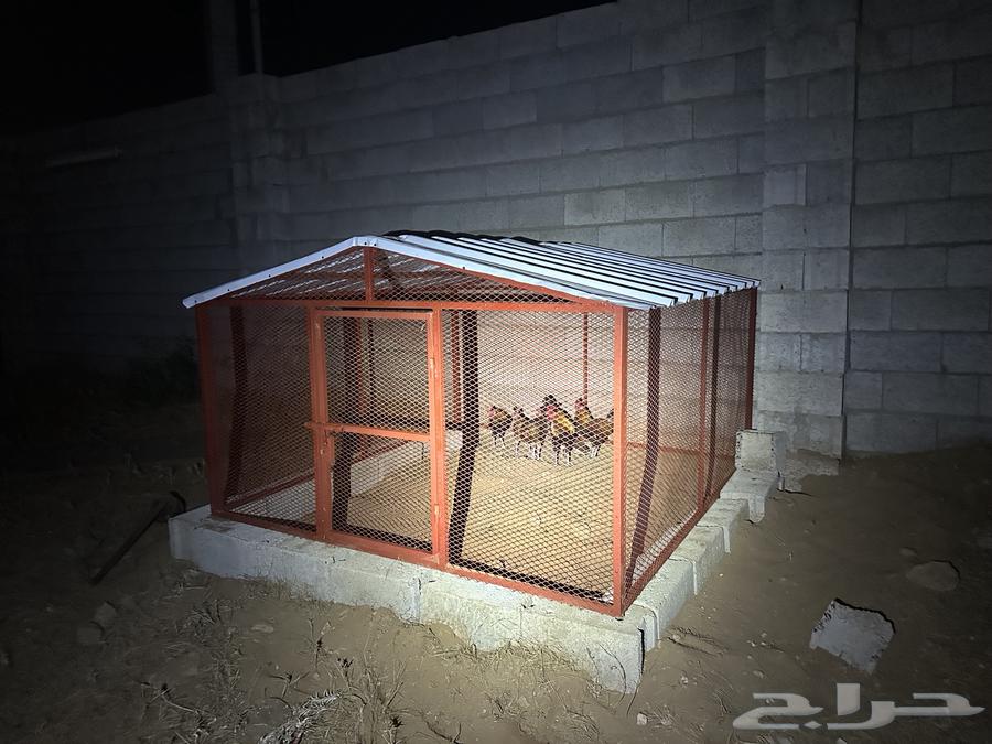 قفص64249505373315110