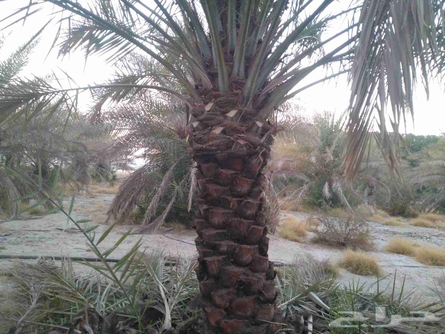 مقالات نخيل وشبوك64254508032001110