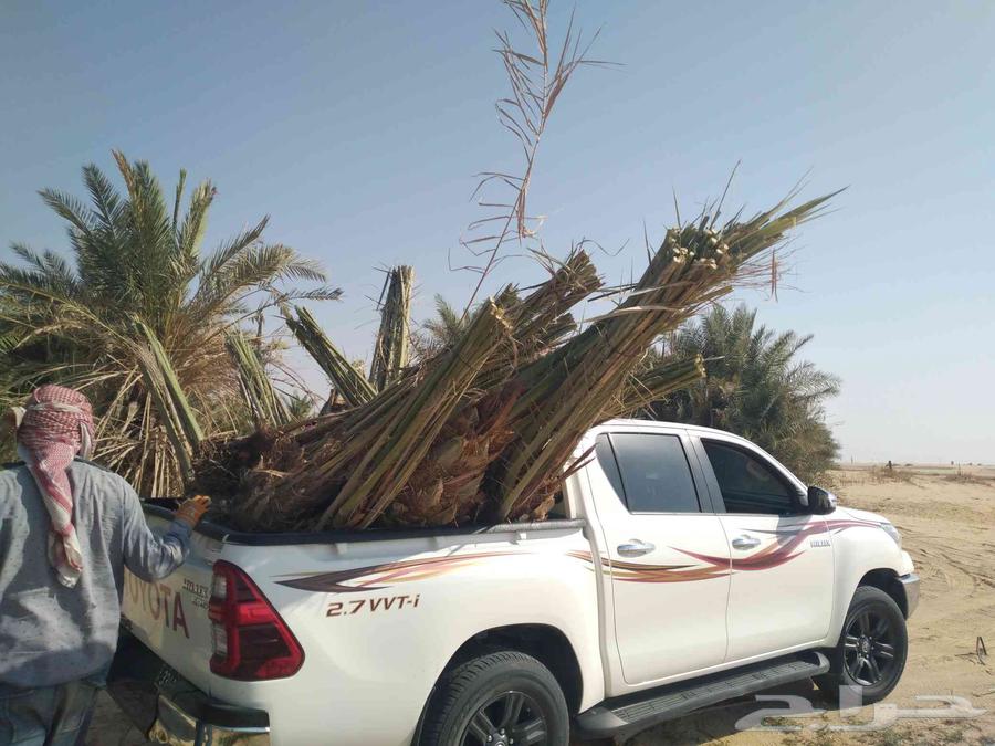 مقالات نخيل وشبوك64254508032001112