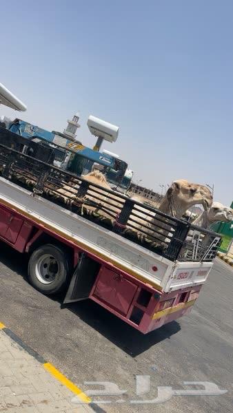 دنا هيدروليك64249722545155110