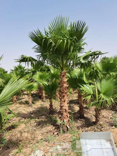 يوجد لدينا واشنطن بجميع مقاساته64249938445441112