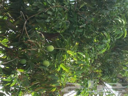 Fruit trees, ornamental trees, and shade64254156061827110