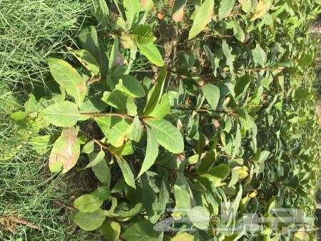 Fruit trees, ornamental trees, and shade64254156061827113