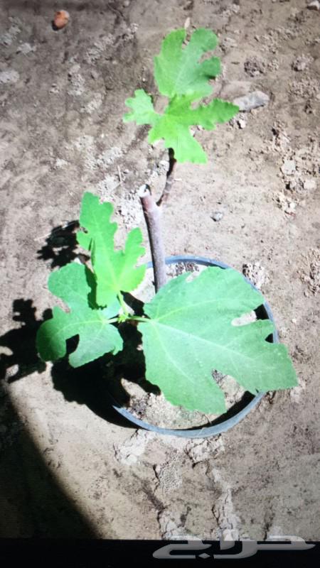 Fruit trees, ornamental trees, and shade64254156061827111