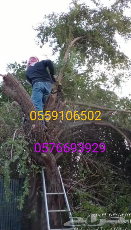 تنضف.نحل.تكرب.وشنتن64254319668737113