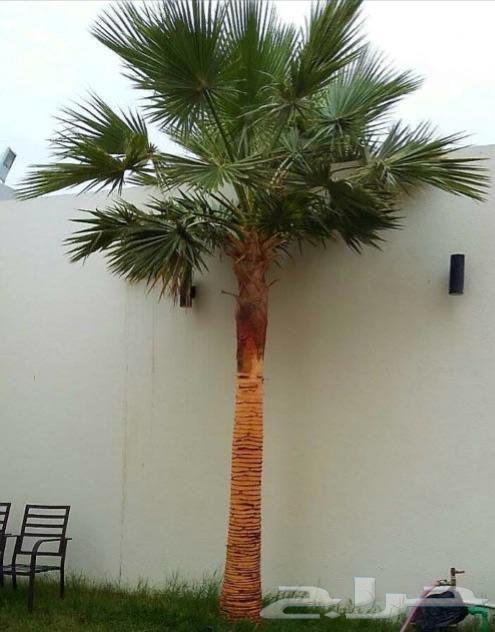 مقاول شبوك وزراعه نخيل64254507806978110