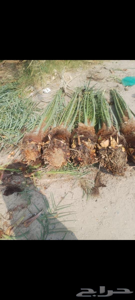 نخل خلاص متواجد اليوم في الحفر64249723162626111