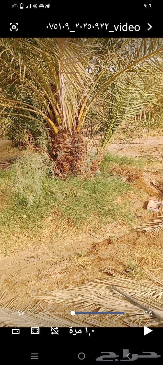 Al-Ghat Agricultural Complex, Al-Zulfi, Sider, Al-Qassim, Buraydah, Unayzah, Ar-Rass, Al-Riyadh64249722360834114