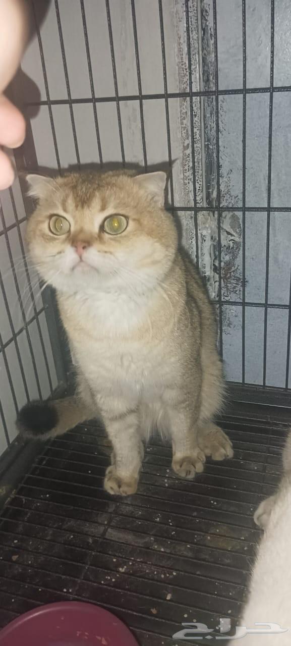 فحل سكوتش للتزاوج ny1164263433202945110