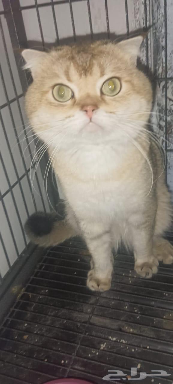 فحل سكوتش للتزاوج ny1164263433202945111