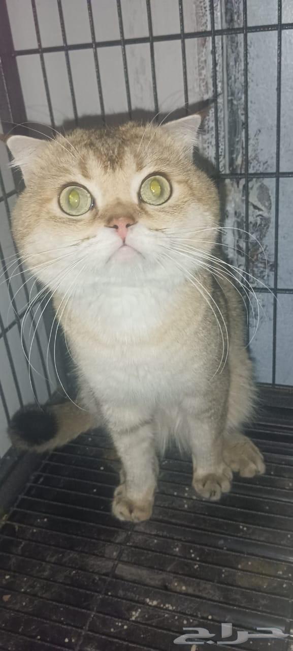 فحل سكوتش للتزاوج ny1164263433202945112