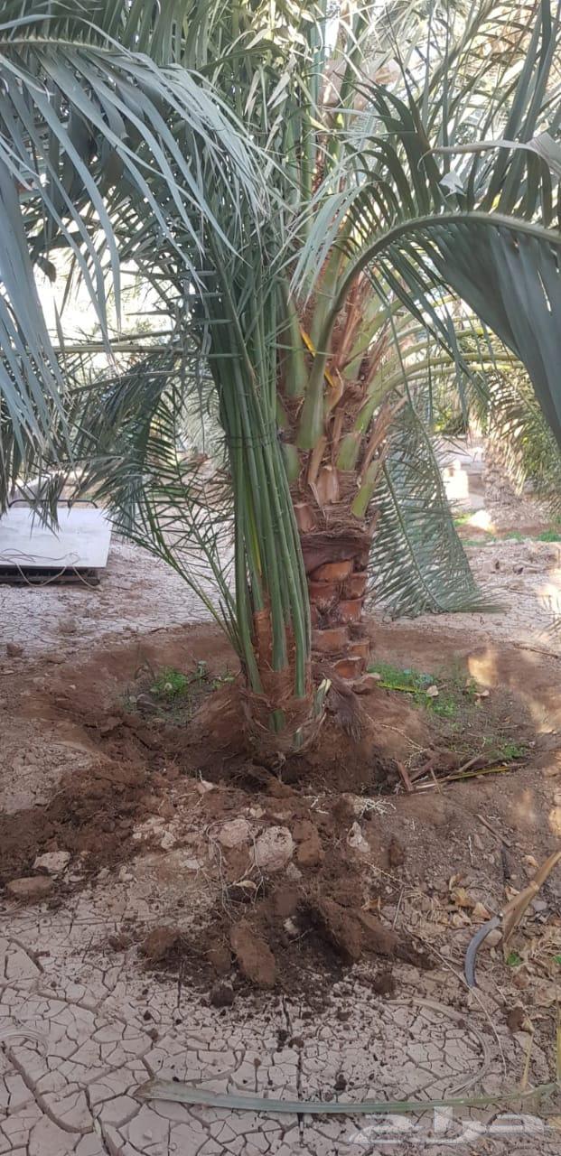 مقالات نخيل وشبوك64254508032001113