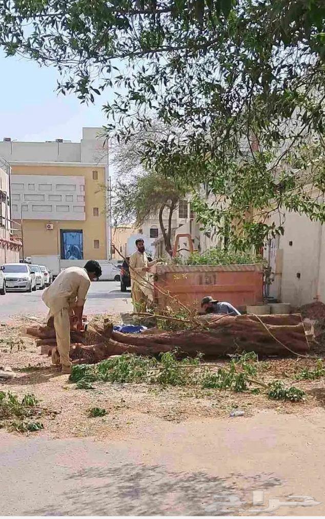 قلع وترحيل نخل واشجار نقوم بنقل النخل من مكان الإمكان اخر64249722682625110