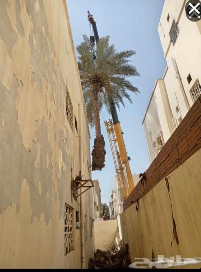 قلع وترحيل نخل واشجار نقوم بنقل النخل من مكان الإمكان اخر64249722682625112