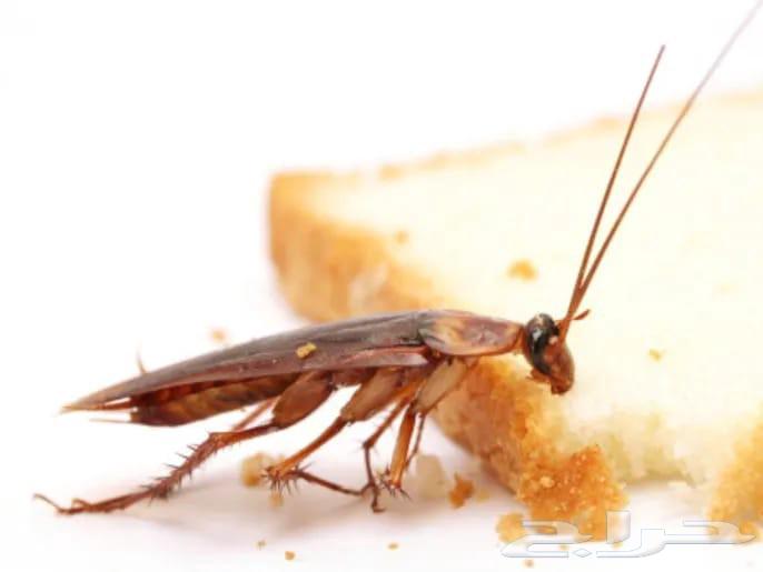 Al-Imtiaz Pest Control Company for All Types of Insects64254957015937111