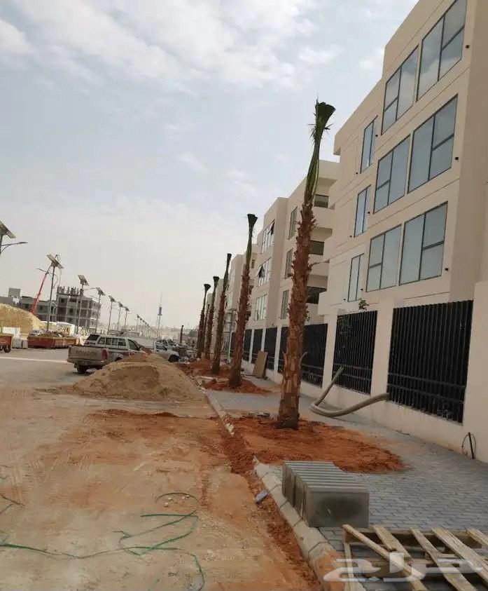 زراعة نخيل واشنطونيا64244999574786111