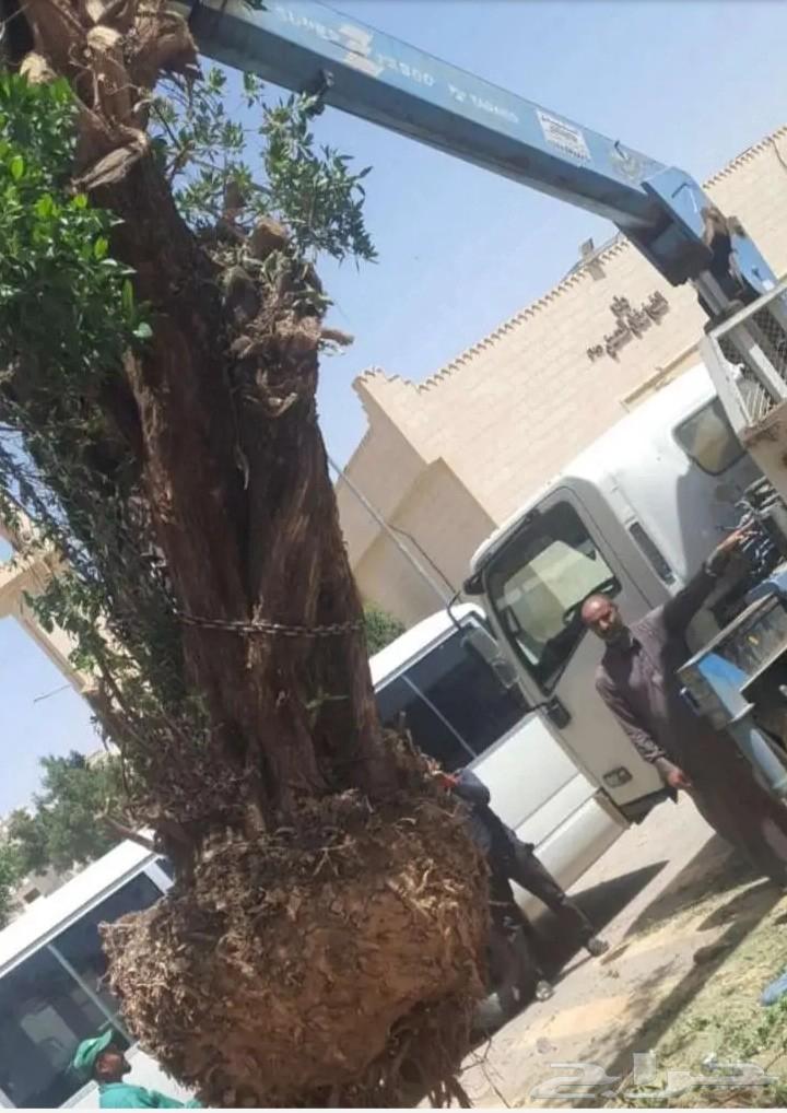 قلع وترحيل نخل واشجار نقوم بنقل النخل من مكان الإمكان اخر64249722682625113