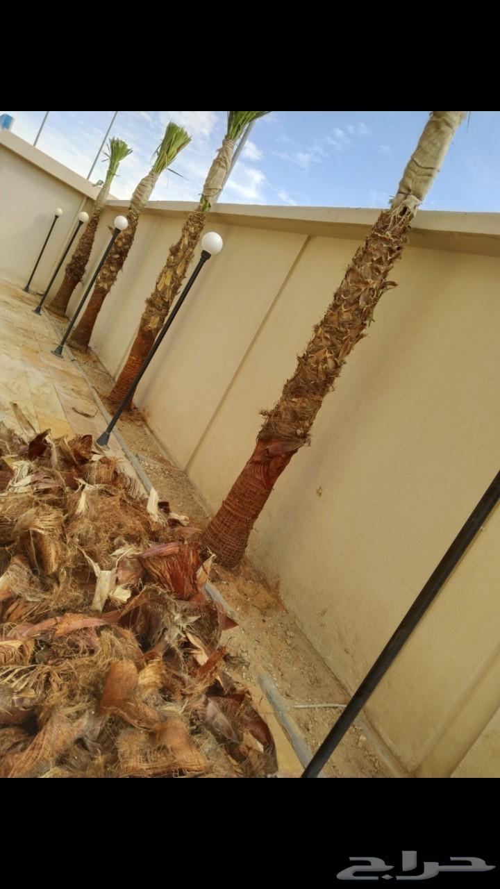 تكريب وتنظيف وشذاب نخل العربي ول واشنطونيا وتغيير التربه الم64249505528451110