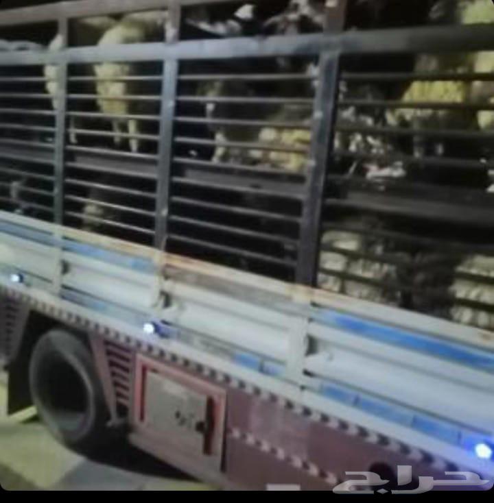 Dana Livestock Loading64249940789507114