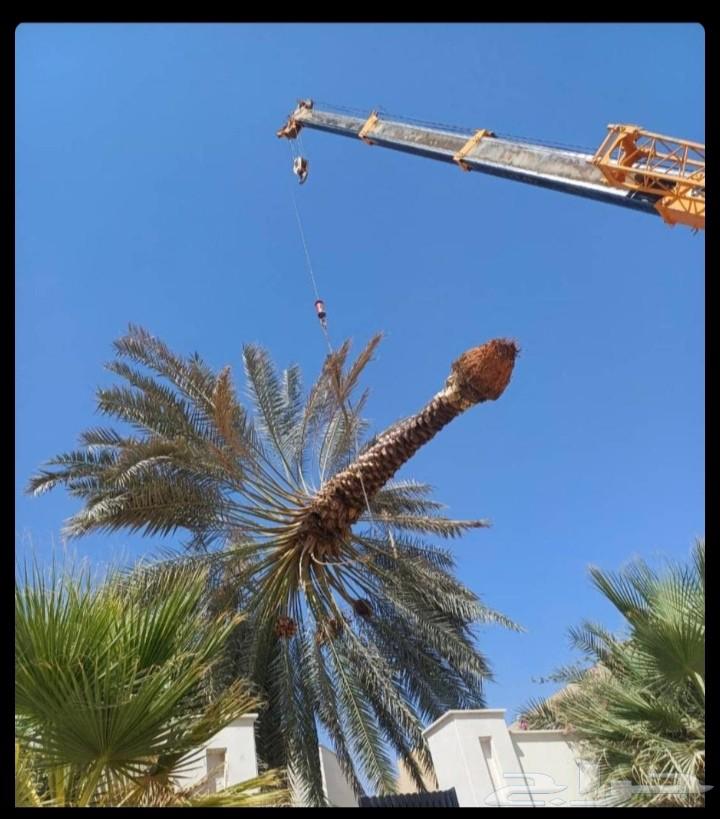 قلع وترحيل نخل واشجار نقوم بنقل النخل من مكان الإمكان اخر64249722682625111