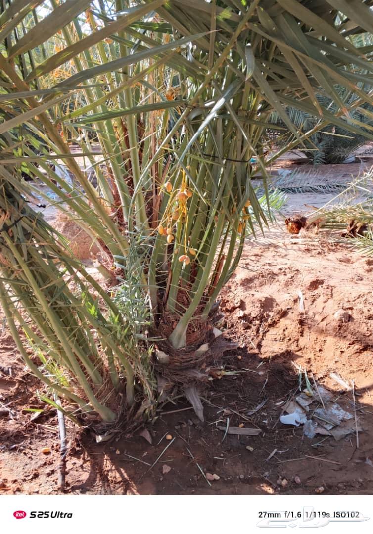 Al-Ghat Agricultural Complex, Al-Zulfi, Sider, Al-Qassim, Buraydah, Unayzah, Ar-Rass, Al-Riyadh64249722360834110