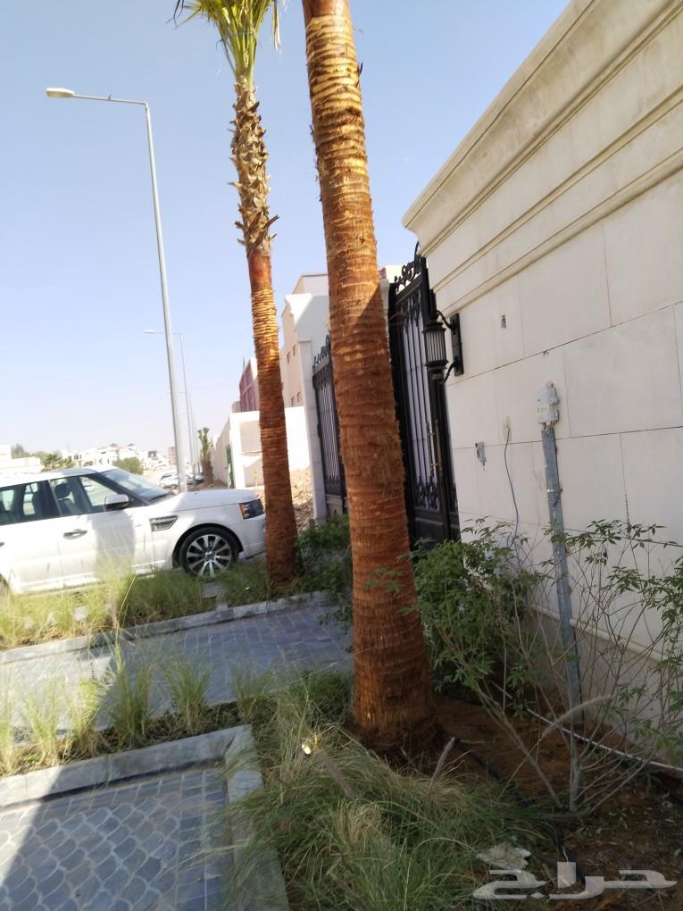 تكريب وتنظيف وشذاب نخل العربي ول واشنطونيا وتغيير التربه الم64249505528451114