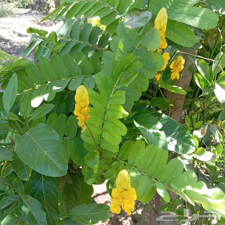 Fruit trees, ornamental trees, and shade64254156061827114