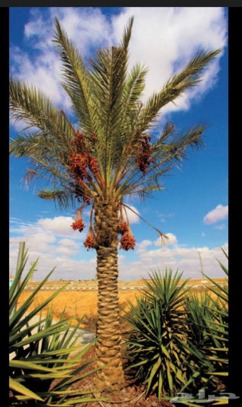 شغلكمبليسر حفر وتكسير شغلكم بليزر تخشين الحديد بالرمله64254667922817111