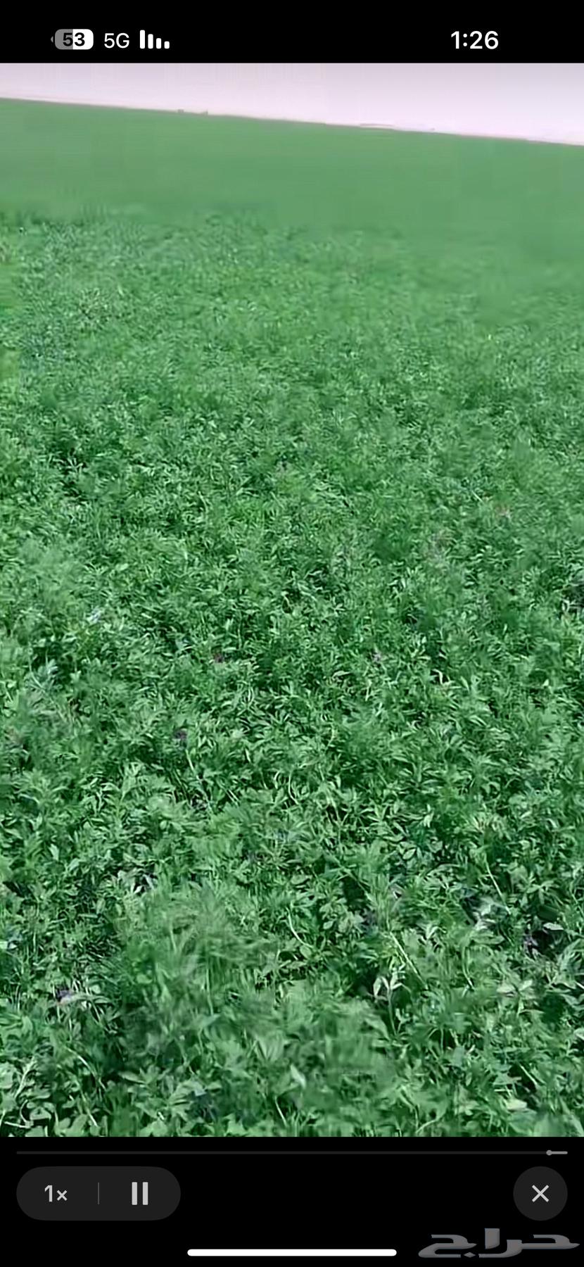 Annual Al-Ajar farm required, location to be in Najran64244824291459111