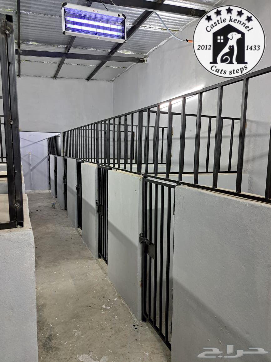 فندقة وتدريب كلاب64254957007234112