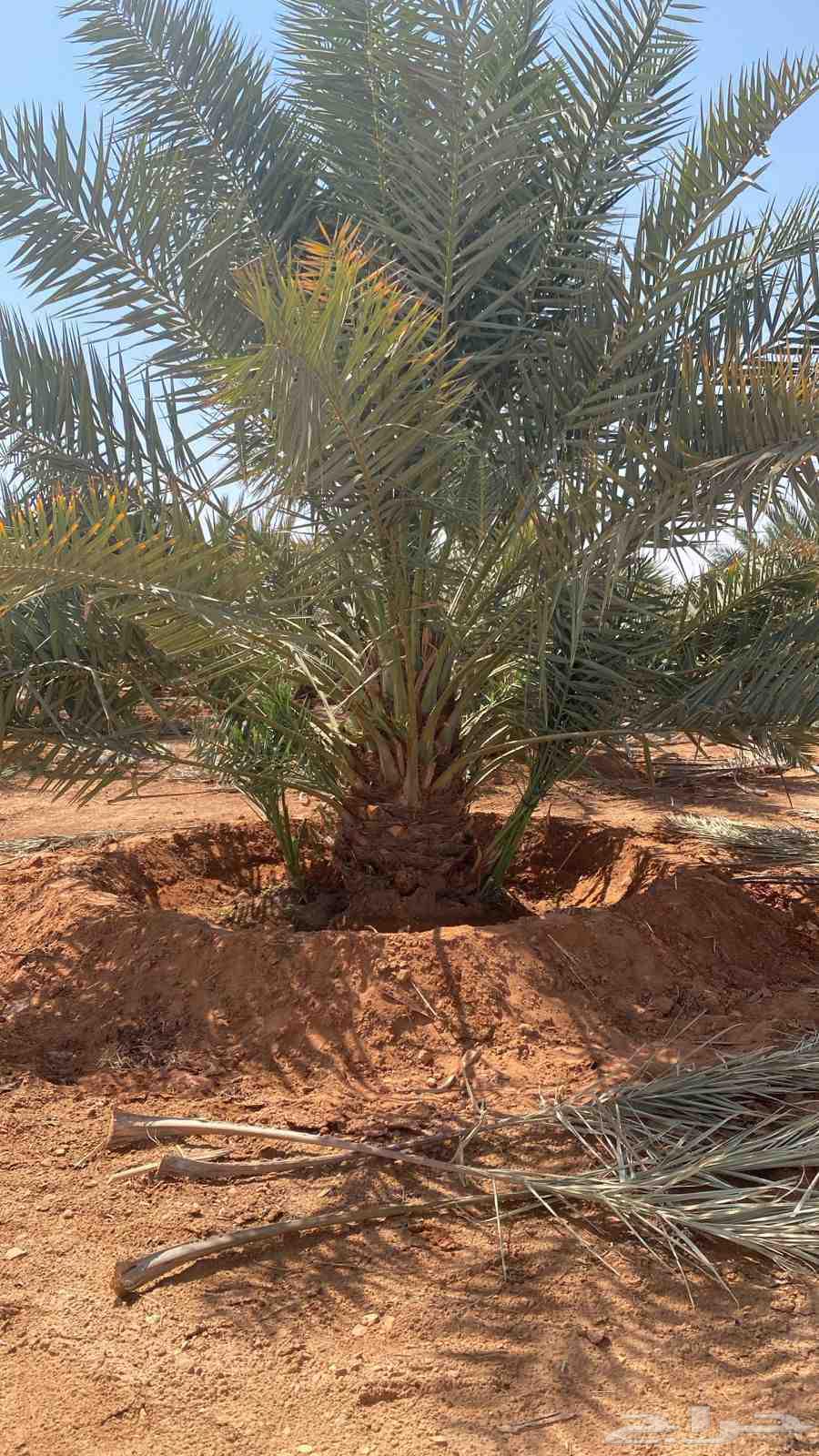 قلع وتوريد نخيل64254823304961110