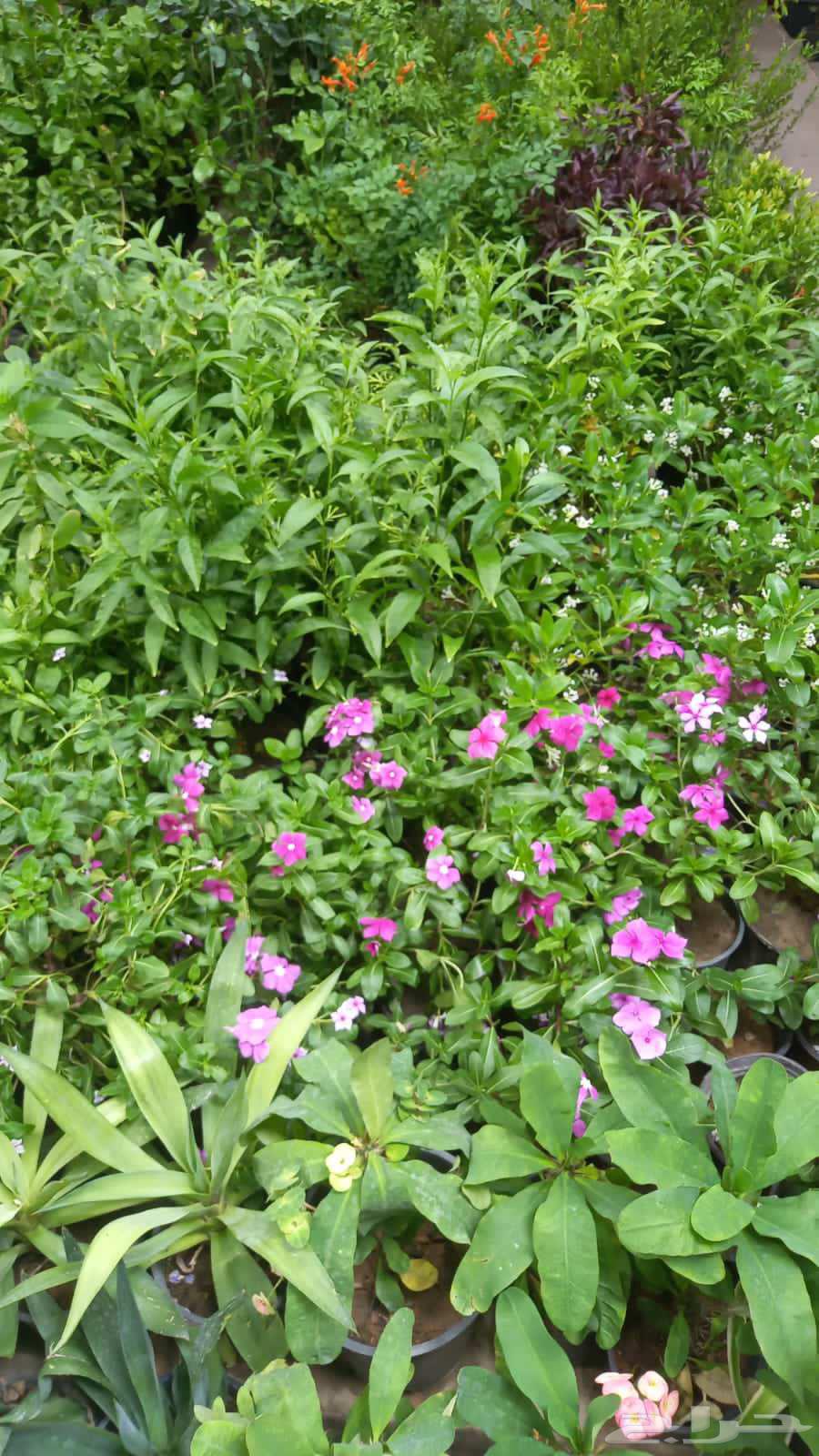 Natural and Artificial Grass Installation in Riyadh64254317335553110