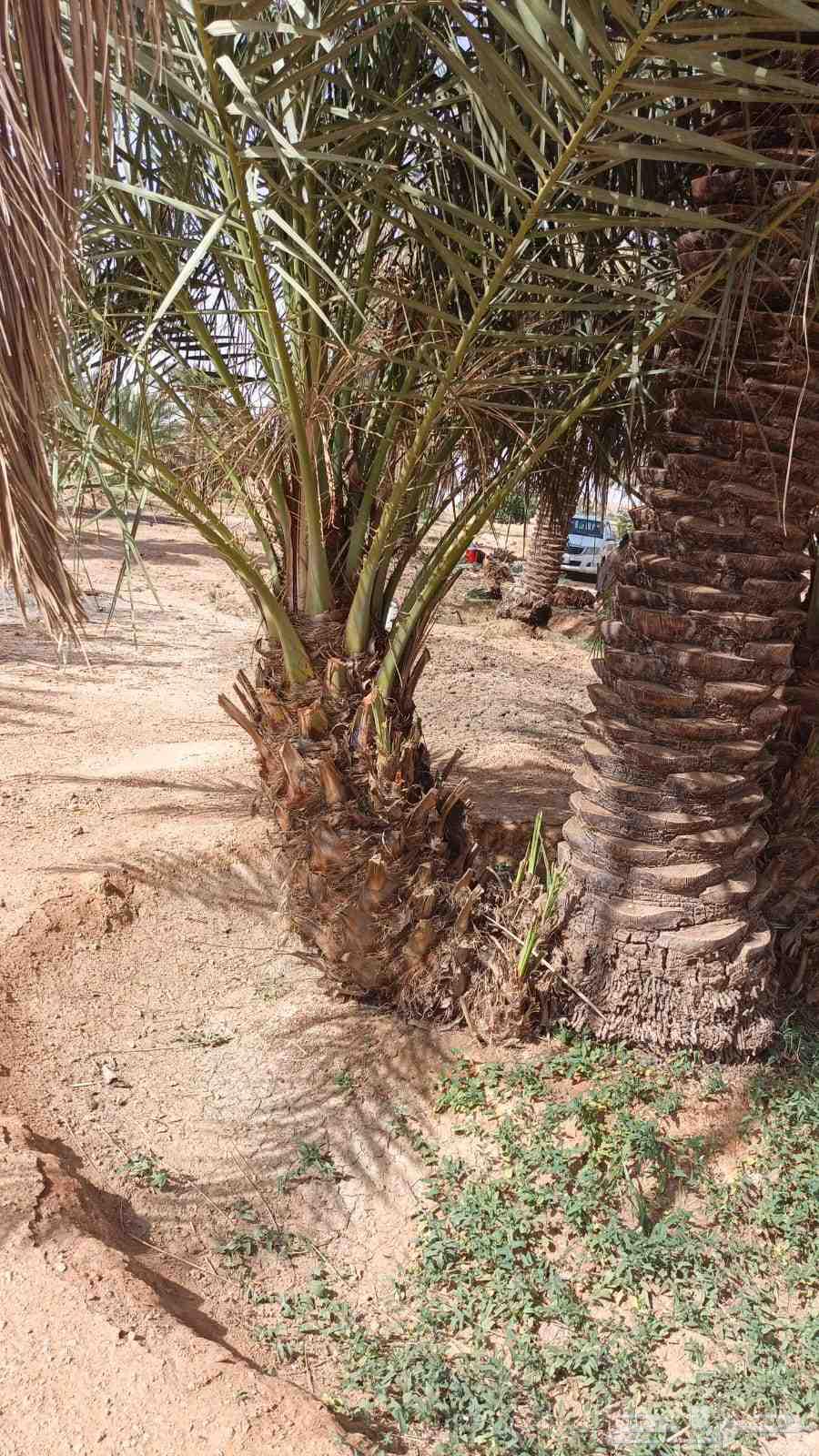 Al-Ghat Agricultural Complex, Al-Zulfi, Sider, Al-Qassim, Buraydah, Unayzah, Ar-Rass, Al-Riyadh64249722360834111