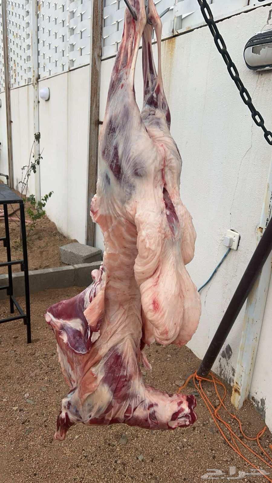 مشويات خارجيه داخل مكه الطايف جده64253987765507110