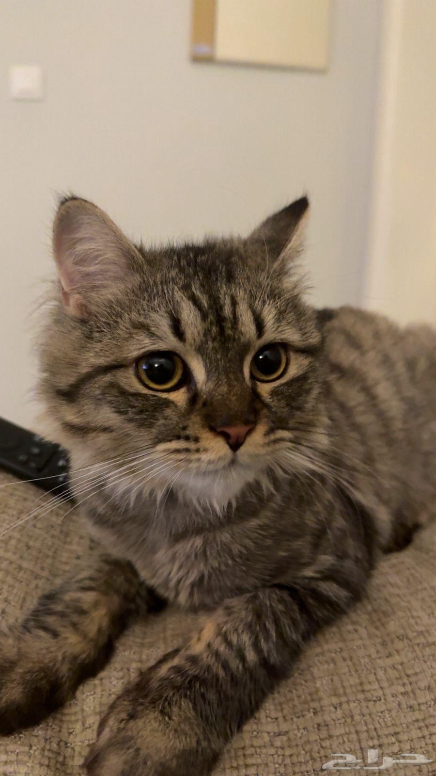 قط شيرازي للتبني64245001327619112