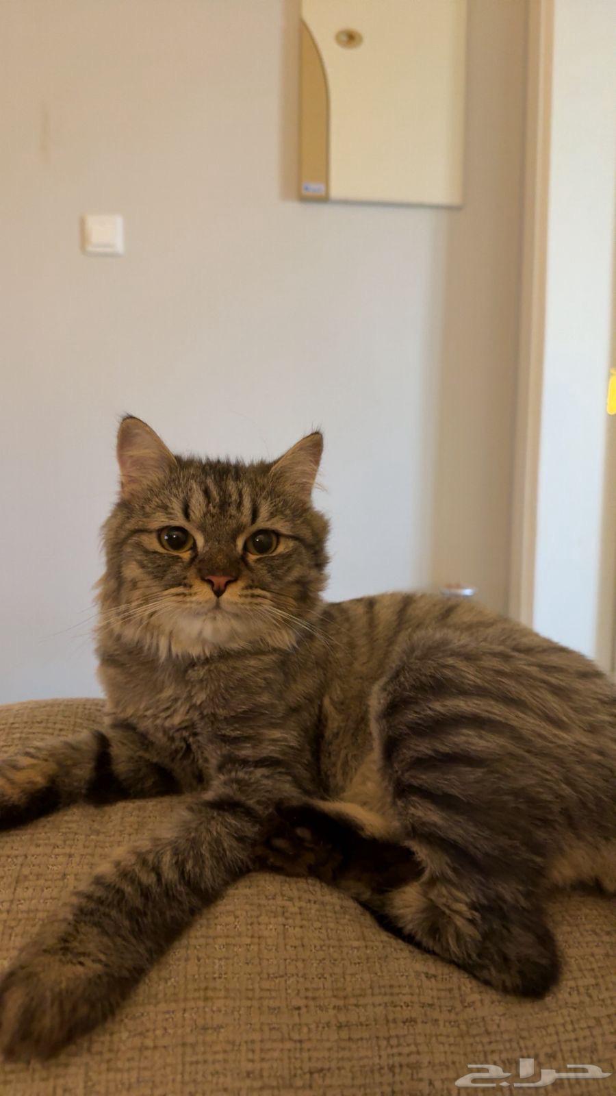قط شيرازي للتبني64245001327619111