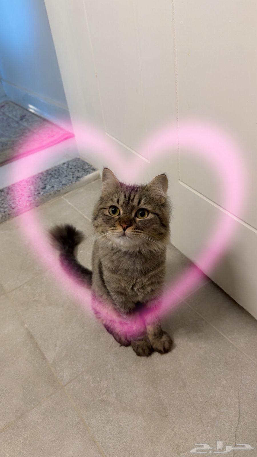 قط شيرازي للتبني64245001327619110