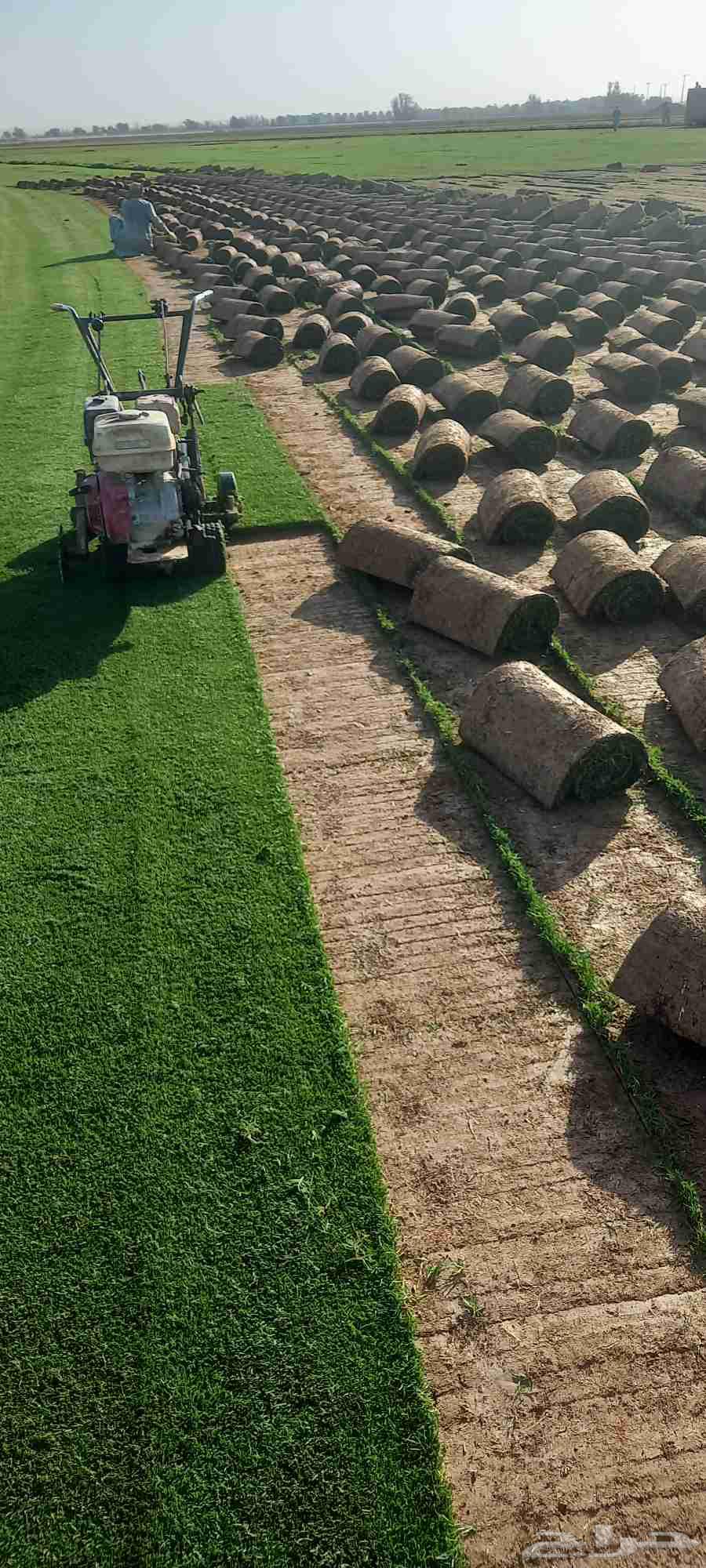 Natural and Artificial Grass Installation in Riyadh64254317335553112