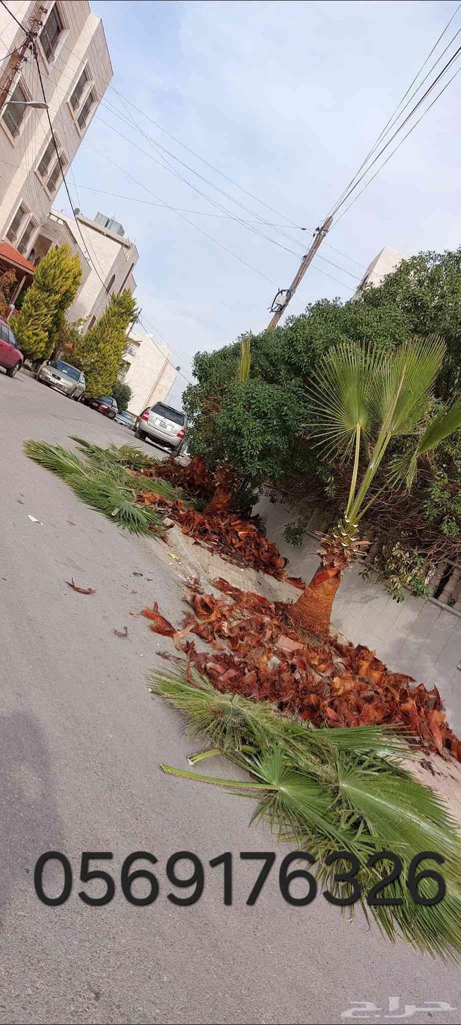 معلم زراعة وقليم اشجار ونخل وتنظيف حدائق شغل مميز64254317080065111