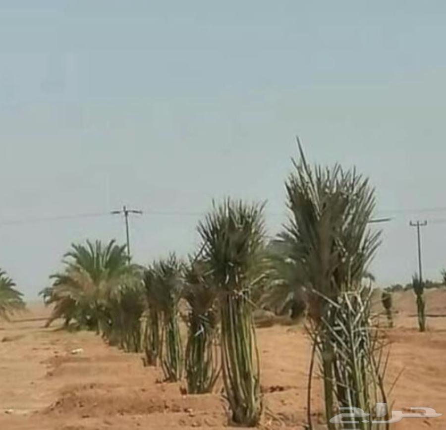 مقالات نخيل وشبوك64254508032001114