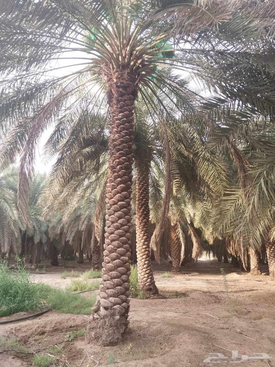 We work in palm tree excavation and planting, and we install all types of fences.64254317848067111