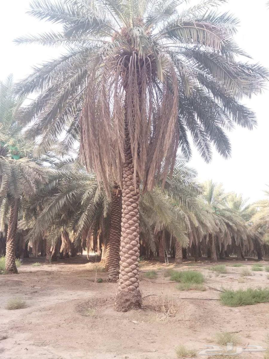 We work in palm tree excavation and planting, and we install all types of fences.64254317848067113