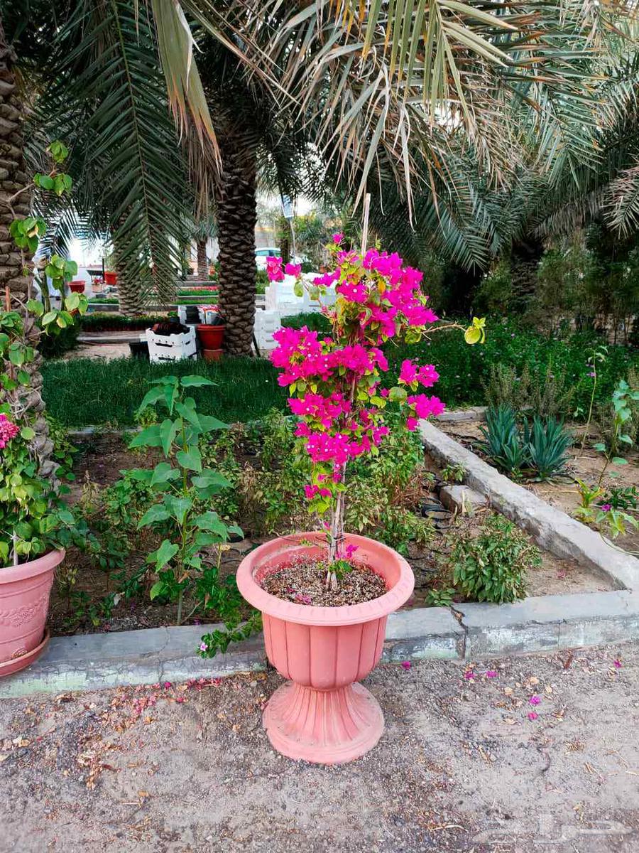 تنسيق حدائق منزليه بالاحساء64250138084099110