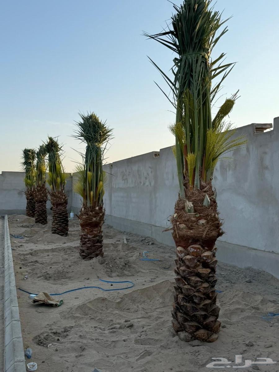 Al-Ghat Agricultural Complex, Al-Zulfi, Sider, Al-Qassim, Buraydah, Unayzah, Ar-Rass, Al-Riyadh64249722360834112