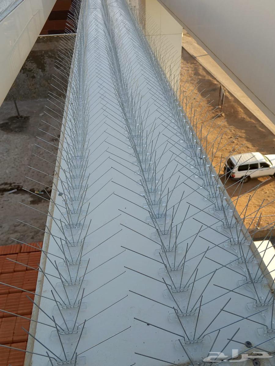 طرد الحمام شبابيك شوك64249724691329114